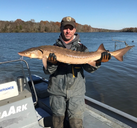 Fish Biologist David Teague with sampled lake sturgeon 