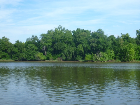 trees across a river