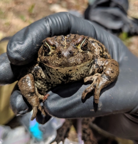 a large toad held in a gloved hand