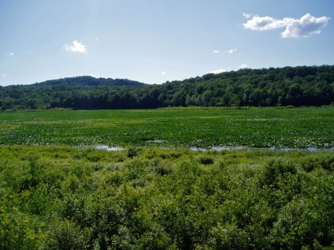 Lush green wetlands with forested hills in the distance