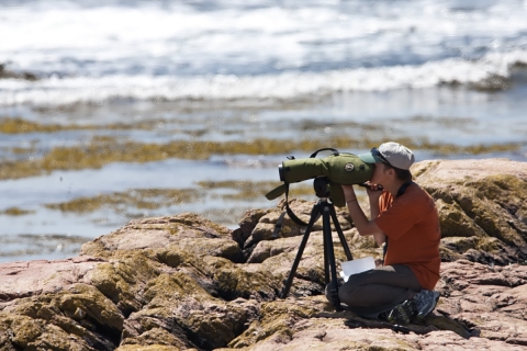 Island Researcher 