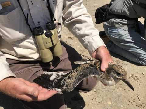 Biologist holding black skimmer chick while displaying its feathers.