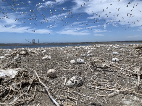 Birds eggs on a levee. Birds are flying above.