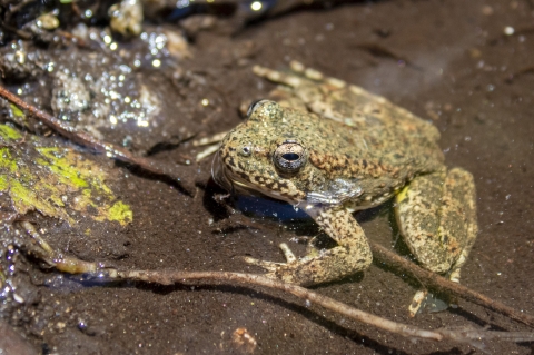 a close up photo of a frog in water.