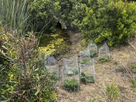 Small green plants surrounded by protective wiring