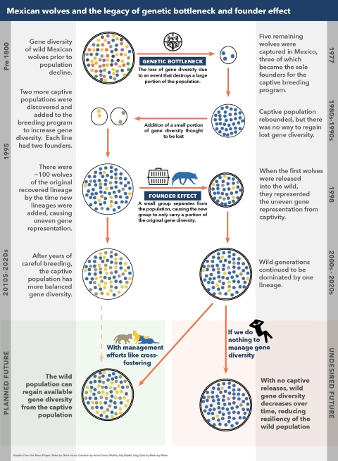 An infographic showing how Mexican wolf gene diversity was affect by near extinction and population recovery. It started with genetic bottleneck, which caused gene diversity to decrease when the population was dramatically reduced. This was followed by the founder effect, when gene diversity declined due to a small group being reintroduced to the wild from the captive population. Managing for gene diversity through efforts like cross fostering can help bring valuable genes into the wild population. 