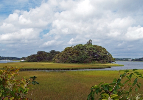 Wetlands on a cloudy day, with a thicket of trees surrounded by water.