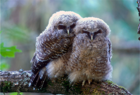 Northern spotted owl fledglings