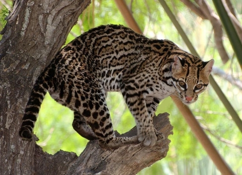 A beautiful black-tan-and-white patterned cat perched in a tree