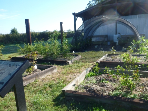 native tree nursery