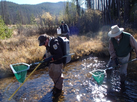 A group of people walking in a stream with nets