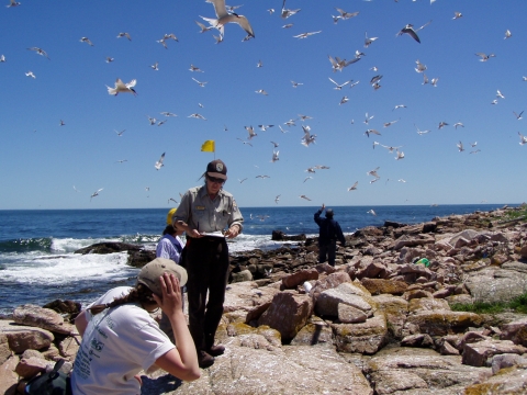 Petit Manan Island tern census