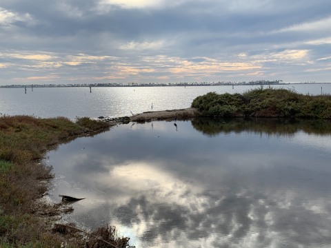 Pond skirting San Diego Bay and reflecting an overcast sky. Three birds are standing on the edge of the pond near the bay. 