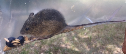 A small mouse in a bag with seeds