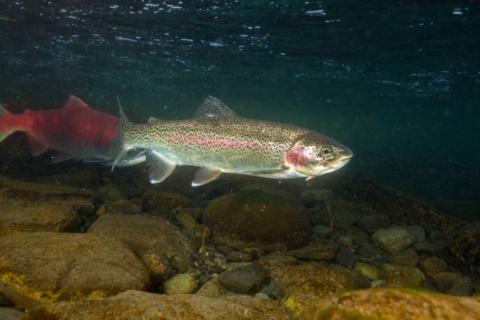 Rainbow trout