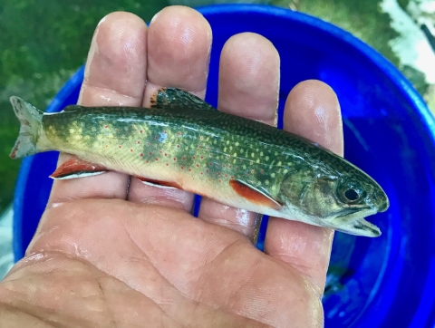 Southern Appalachian Brook Trout