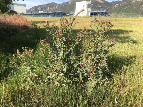 A spikey plant with small purple buds in a field of grass