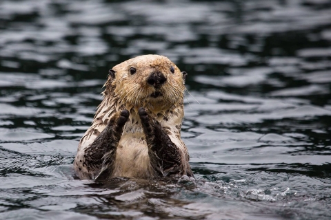 Sea Otter