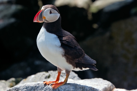 Seal Island NWR, Atlantic Puffin