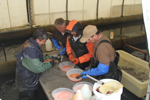 Staff spawning at Erwin National Fish Hatchery