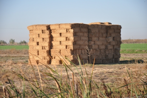 Wildlife friendly agriculture at Stone Lakes National Wildlife Refuge