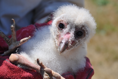 Bird-banding a barn owl at Stone Lakes National Wildlife Refuge