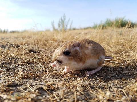 A small rodent with dark eyes, small ears, and light brown fur. The animal has small, pink front legs and larger rear legs. 