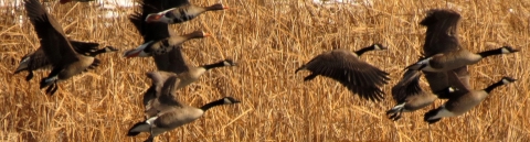 Waterfowl flying over brown grassland