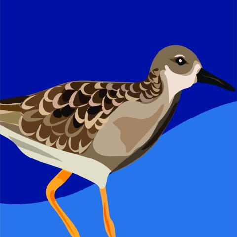 A brown and grey shorebird with black beak and narrow orange legs