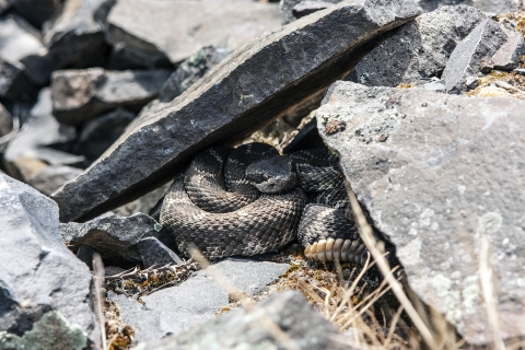 Western Rattlesnakes