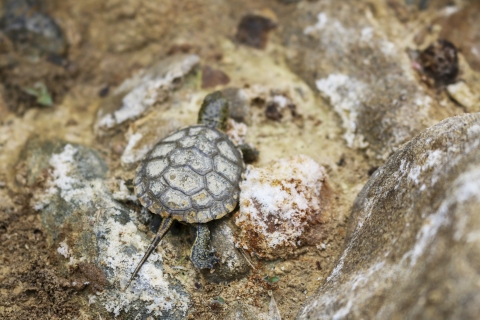 A close up of a turtle and its shell