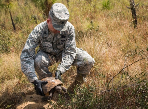 Tortoises saved and released on Eglin range