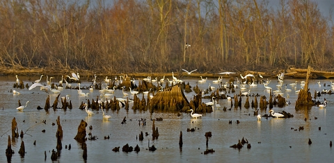 Egrets in marsh with cypress tree knees