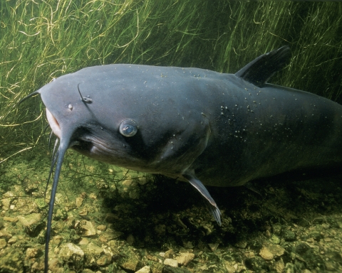 An adult Channel catfish with a darker back to a light whitish belly