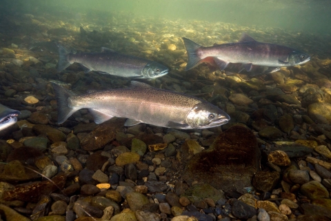 coho salmon with a dark metallic blue or greenish back with silver side and a light belly