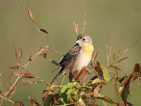 A bird perched on top of vegetation.