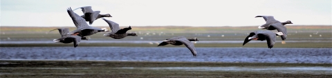 7 grey birds fly over a wetland