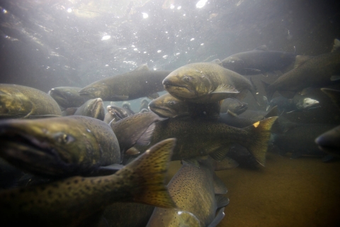 fall chinook salmon with black spots on its tail and upper half of its body