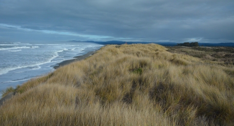 Landscape photo of a grassy dune next to the ocean