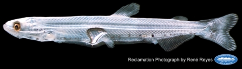 Longfin Smelt with long pectoral fins that reach nearly to the base of the pelvic fin