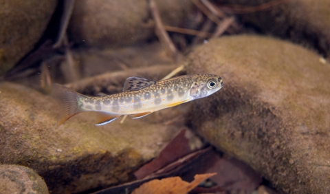 Brook Trout juvenile in a stream with a rocky bottom