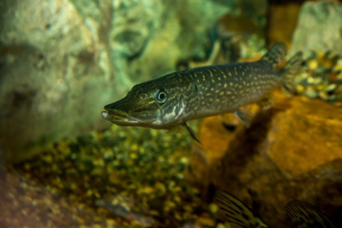 Juvenile Northern Pike in aquarium at Gavins Point National Fish Hatchery, South Dakota