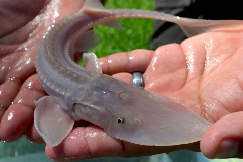 cupped hand holding a juvenile pallid sturgeon in a hand