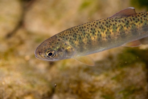 Juvenile Rainbow trout make their way through Campbell Creek