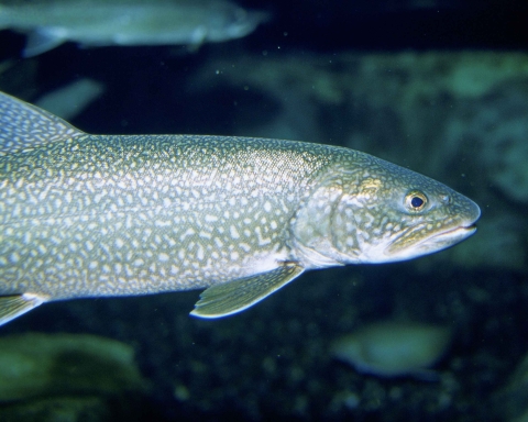 A silver fish with light spots.