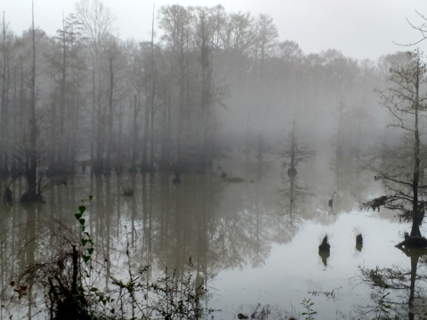 A lake with scattered trees and fog hovering over the water.