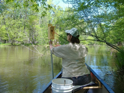 warbler box on canoe