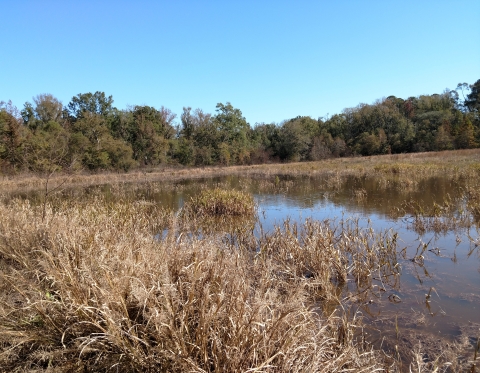 Afield flooded with vegetation emerging.