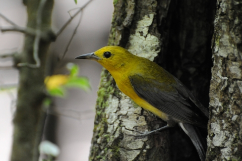 Prothonotary Warbler    