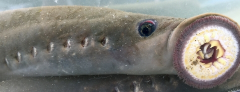 Close-up photo of a pacific lamprey, showing 7 gill slits, its eye, and its sucker mouth with sharp, prominent fangs at the center of a circle pressed against the glass of an aquarium.